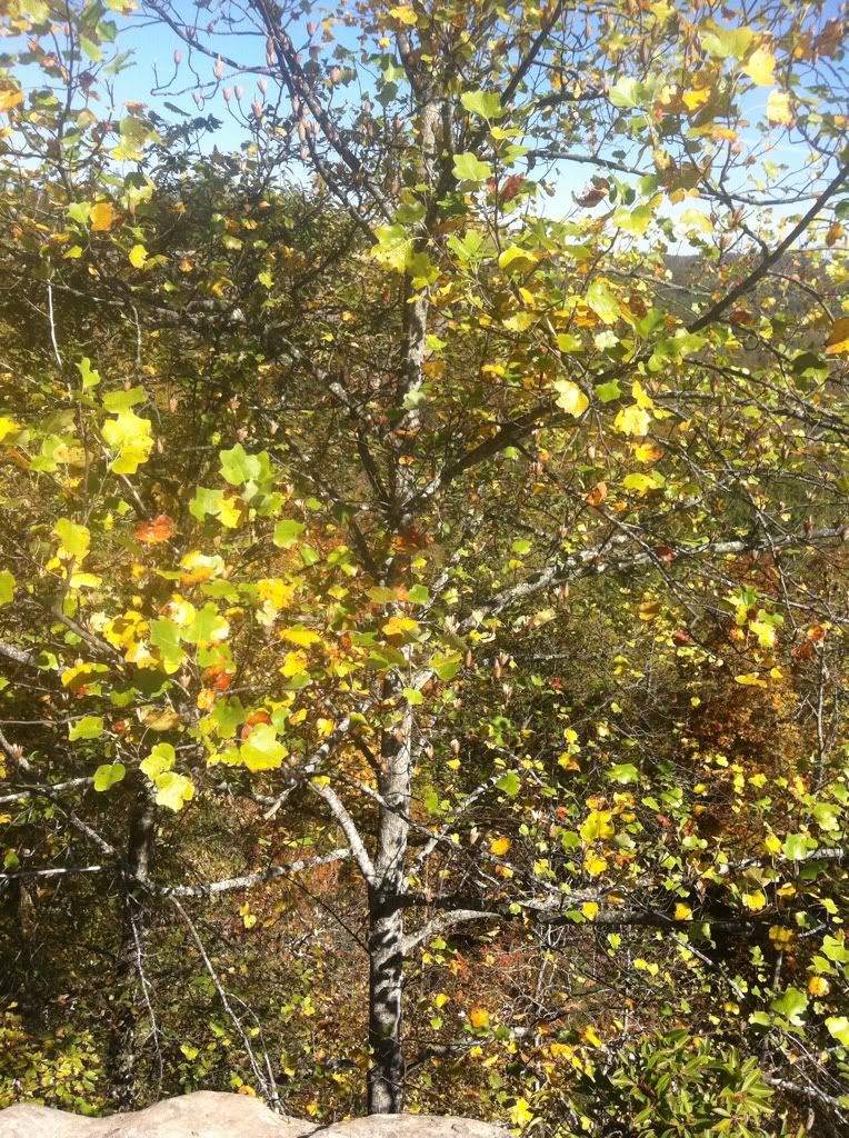 Tulip Poplar Kentucky State Tree Photo by Ron_Pogue Photobucket